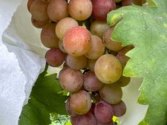 -马陆小张葡萄园农家乐