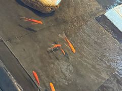 -三亚亚龙湾希尔顿酒店