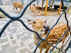 -长白岛森林公园