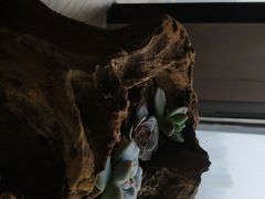 -素心茶房(小寨店)