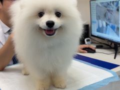 -博特宠物医院24h犬猫全科.骨科·异宠
