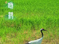 -黑龙江扎龙生态旅游区