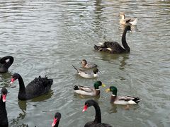 -溱湖国家湿地公园