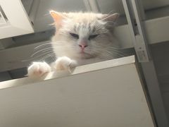 -琪喵猫屋·撸猫猫咖·猫舍