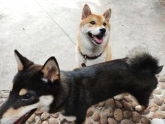 -柴犬高等学院·狗咖·柴犬售卖·宠物训练