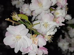 -海棠花溪(元大都城垣遗址公园)