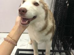 -Husky Go! 哈士奇体验馆·宠物咖啡厅狗咖