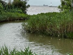 -上海吴淞炮台湾国家湿地公园