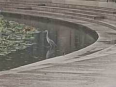 -新江湾城公园