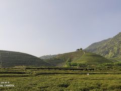 -龙坞茶村