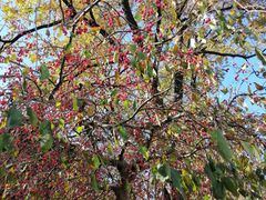 -元大都城垣遗址公园