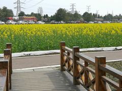 -桤木河湿地公园