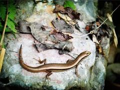 -华蓥山天意谷景区