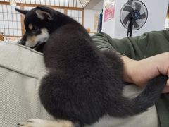 -豆柴町-柴犬主题狗咖(红鼎国际C座店)