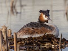 -南海子公园