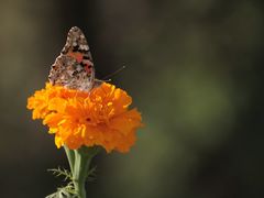 外景-北京拉斐特城堡酒店