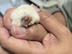 -雨林宠物医院 非犬猫异宠专科