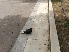 -宪法广场