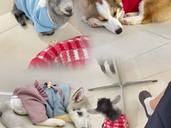 -怪兽屋·羊驼·猫咖·狗咖(俊华广场店)