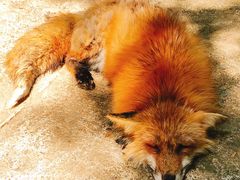 -宫城藏王狐狸村