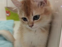 -1013 PET SHOP精品宠物商店(丁香店)