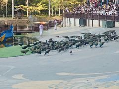 -西双版纳原始森林公园