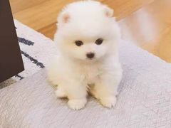 -宠颐生宠物医院·骨外科·犬猫全科诊疗中心(池州店)