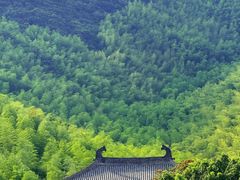 -大唐贡茶院