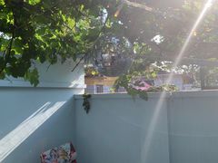 -ZING鲸鱼啤酒(葡萄院店)