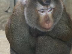 -黔灵山公园