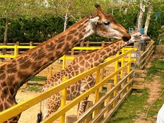 -西霞口神雕山野生动物世界