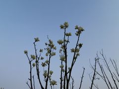 -桐乡凤凰湖