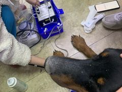 -美联众合动物医院·24h转诊中心