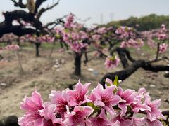 -樂桃源奉贤黄桃种植采摘基地