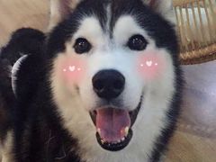 -Husky Go! 哈士奇体验馆·宠物咖啡厅狗咖