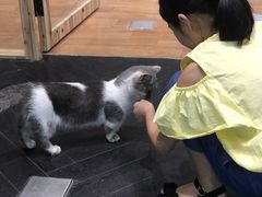 -猫色咖啡·猫咖