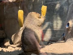 -广州长隆飞鸟乐园