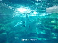 -大阪海游馆