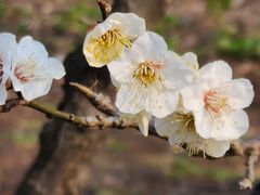 -上海滨江森林公园