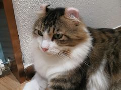 -1013 PET SHOP精品宠物商店(丁香店)