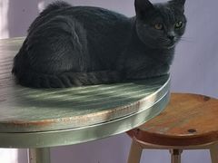 -70cat德文卷毛猫·缅因猫纯种猫舍