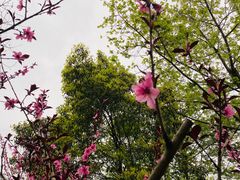 -重庆彩云湖湿地公园