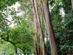 -三水森林公园