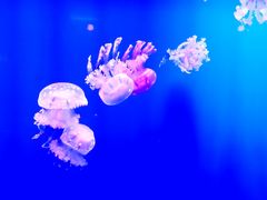-福州罗源湾海洋世界旅游区