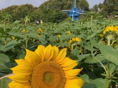 -广州市流溪河国家森林公园