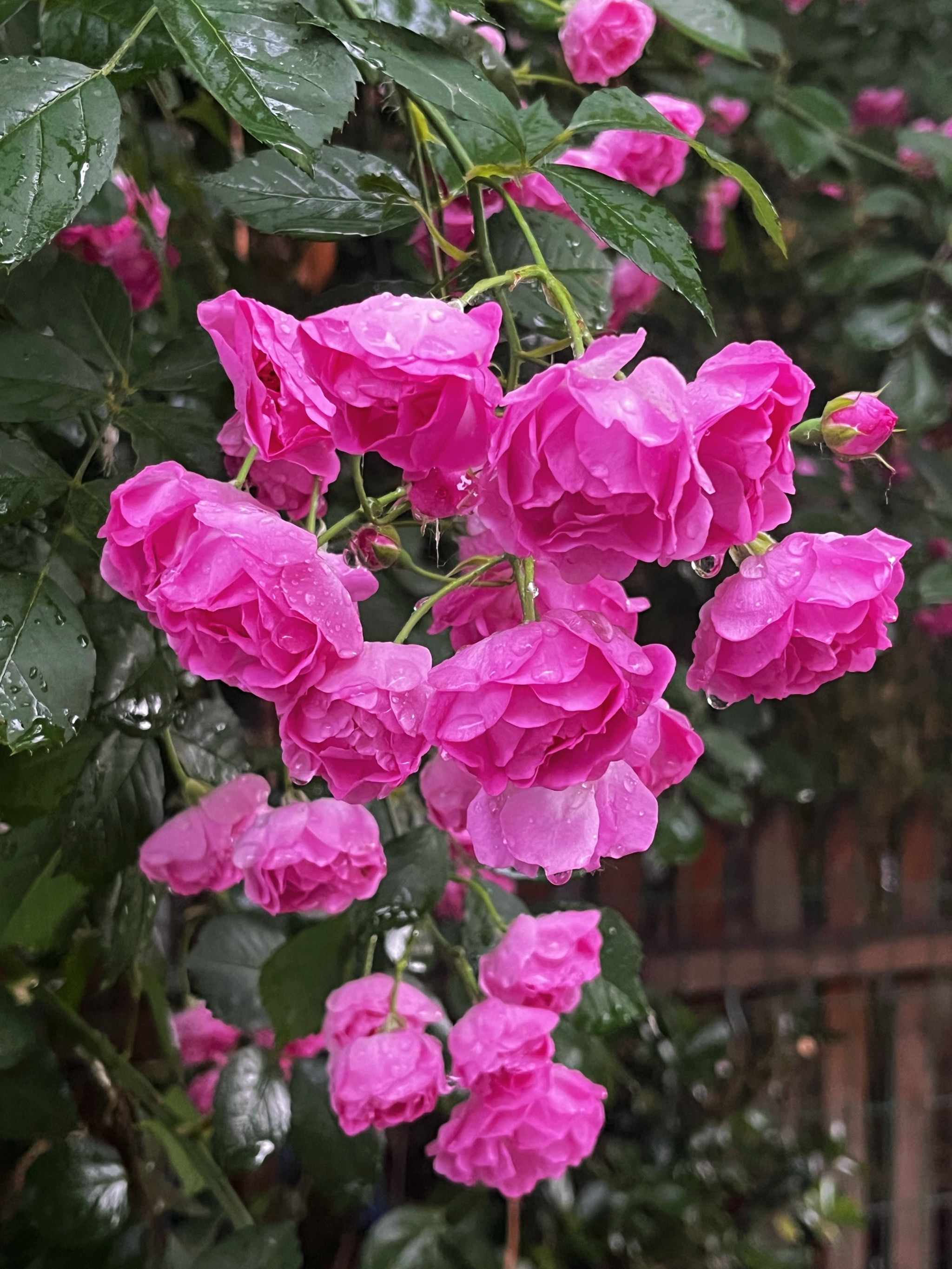 随手拍|北京雨后的蔷薇也太美了吧