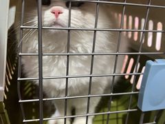 -唐小姐の猫狗洗护·购宠旗舰店(周浦万达店)