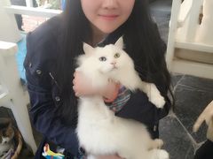 -Anne猫窝咖啡屋