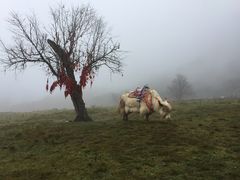 -硗碛藏寨·神木垒景区