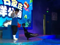 -石家庄海洋公园